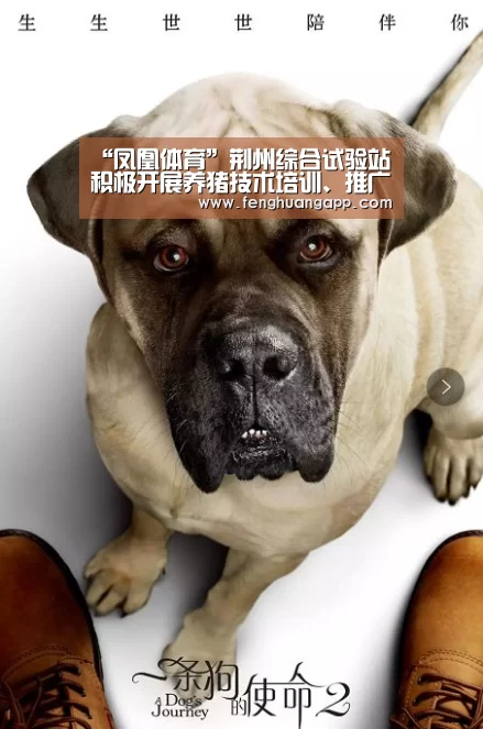 凤凰体育官网